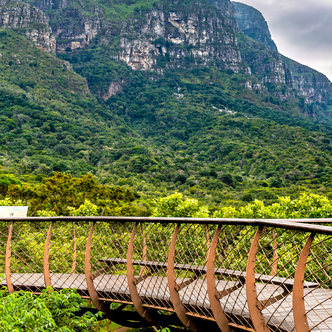 kirstenbosch