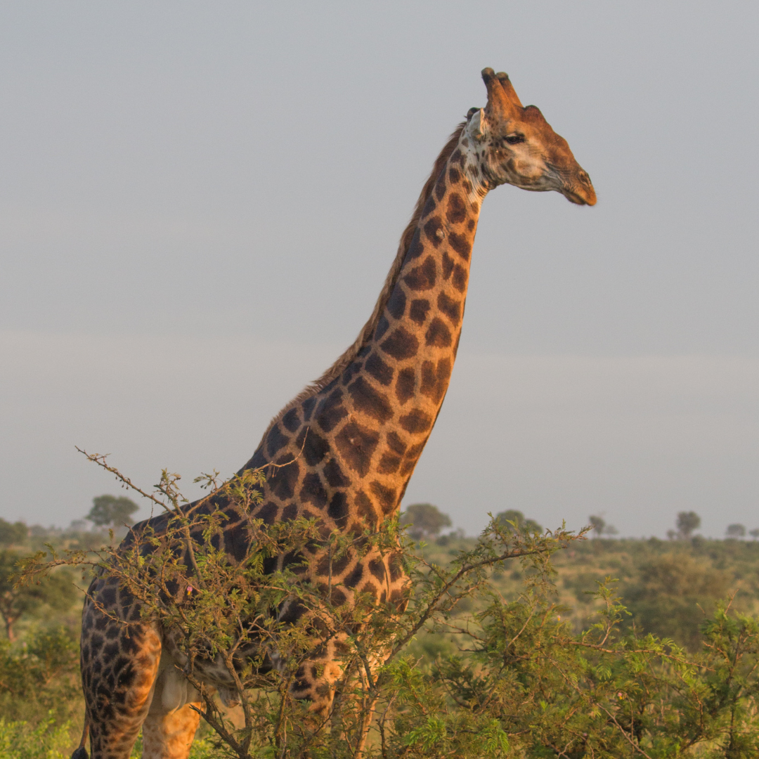 kruger