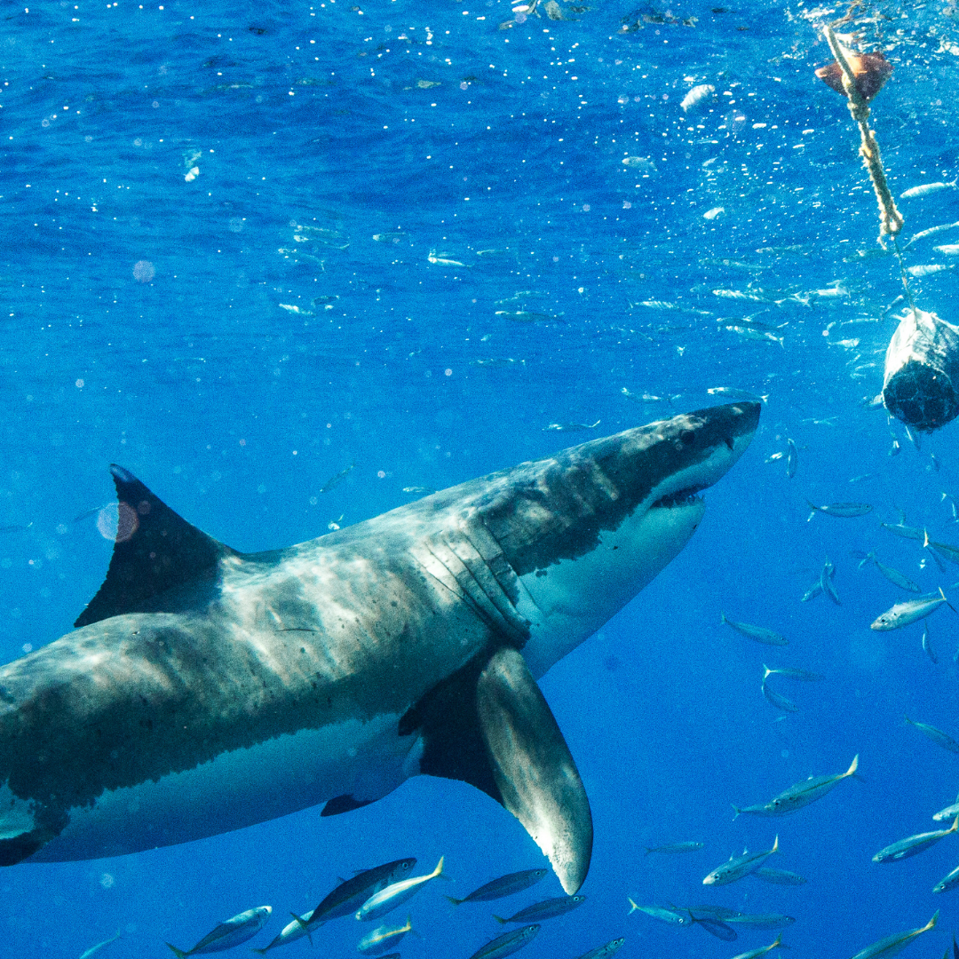 sharkcage