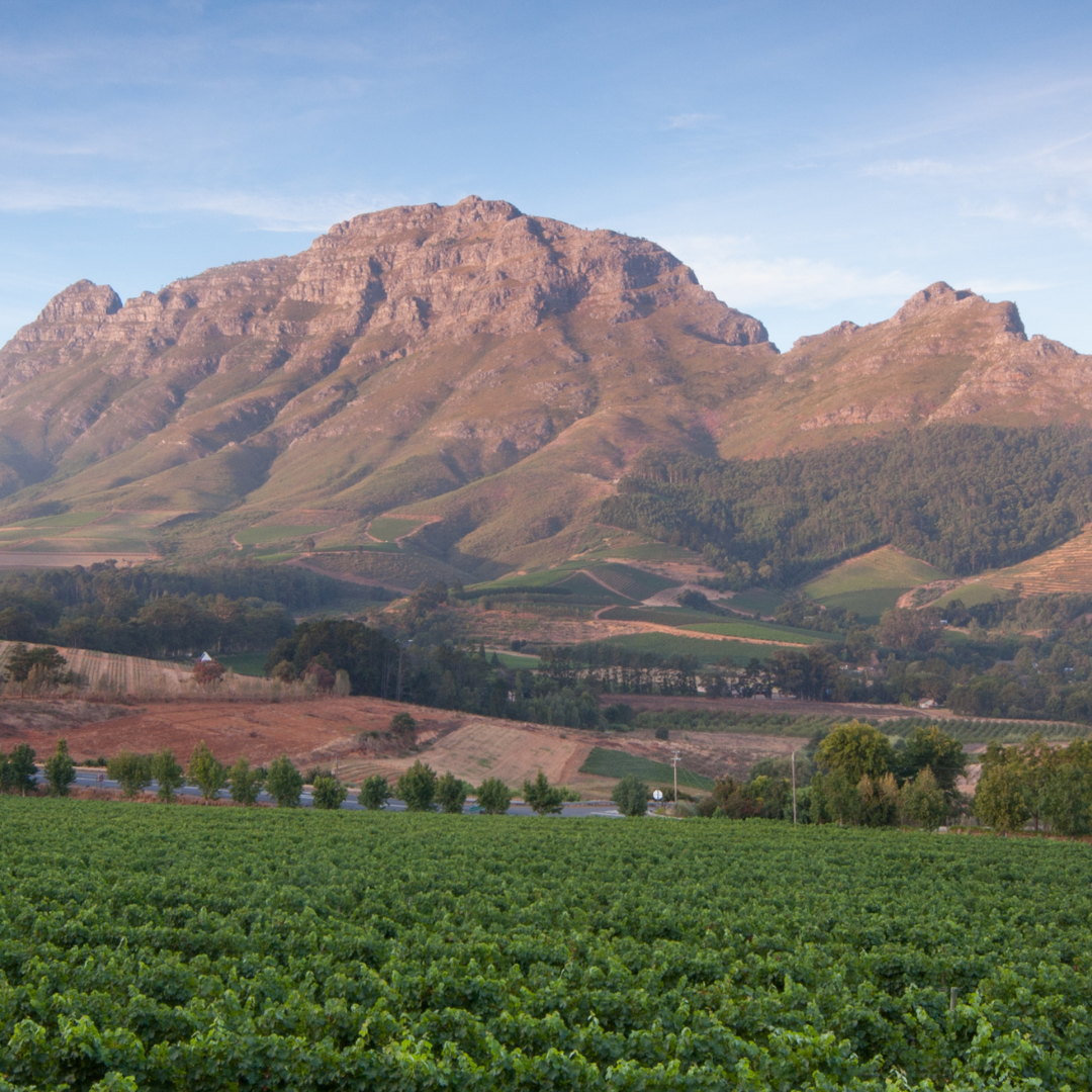 stellies